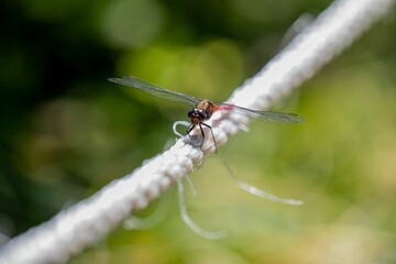 Selective focus shot of a red Australian damselfly on a reed
