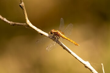 Close-up shot of an Australian Dragonfly perched on a twig