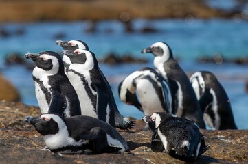 Group of African penguins on a rock at a coast of Boulders Beach in South Africa