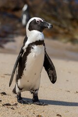 Fototapeta premium Vertical shot of an African penguin at Boulders Beach in South Africa
