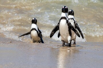 Fototapeta premium Group of African penguins wading near the shore of Boulders Beach in South Africa