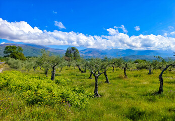 Trees in the mountains