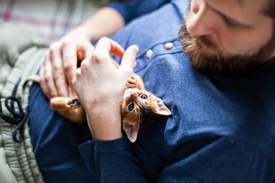 Little abyssinian ruddy kitten laying on mans chest. Cute one month old kitten relaxing with its owner. Pets care. World cat day. Image for websites about cats. Selective focus.