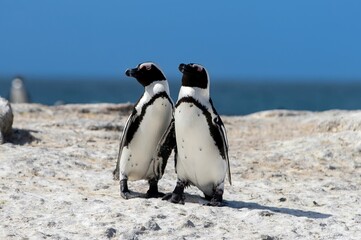 Closeup of a couple of African penguins walking on the sandy shore of Boulders Beach in South Africa