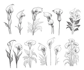 Set of calla lilies hand drawn sketch in doodle style illustration - obrazy, fototapety, plakaty