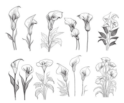 Set of calla lilies hand drawn sketch in doodle style illustration