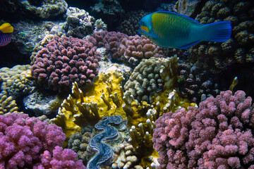 Naklejka na ściany i meble Coloured Hard Coral Reef