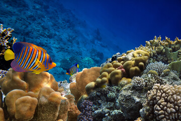 Naklejka na ściany i meble Coloured Hard Coral Reef