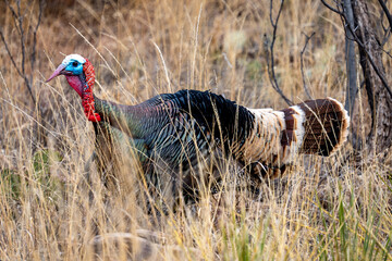 Wild Turkey
