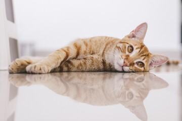 Orange tabby cat lying on shiny porcelain tiled floor