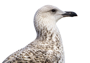 portrait of sea gull