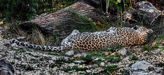Fototapeta na wymiar Persian leopard sleeping on the ground. Latin name - Panthera pardus saxicolor