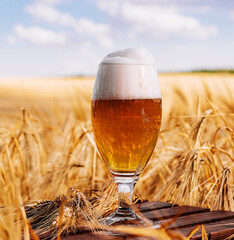 a glass of beer in a wheat field