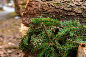 sawed off fir tree with branches - obrazy, fototapety, plakaty