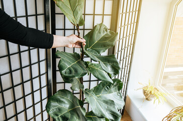Plant lover woman shaking the trunk of the fiddle leaf fig (Ficus lyrata) to make it grow stronger...