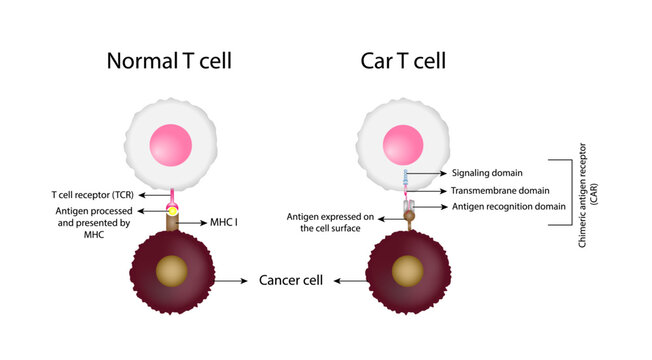 Normal T cell and Chimeric antigen receptor T cell ,CAR T cell, for use in immunotherapy. chemotherapy. vector illustration.