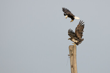 Bald Eagles in flight