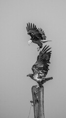 Bald Eagles in flight black and white