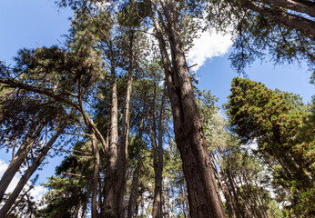 Beautiful landscape of Campos do Jordão park in São Paulo, Brazil.