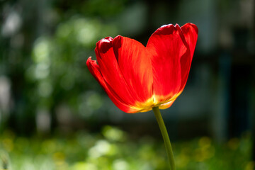 red tulip in the garden