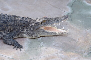 alligator in the zoo