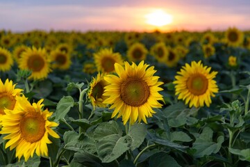 sunflower field with sunset sky background