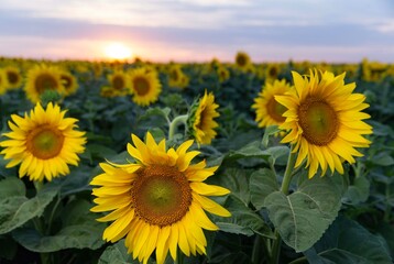sunflower field with sunset sky background