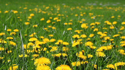 Field of Yellow Dandelions