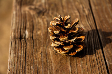 pine cones on wooden background