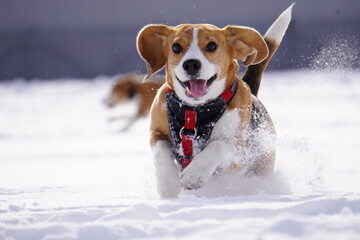 dog playing in snow