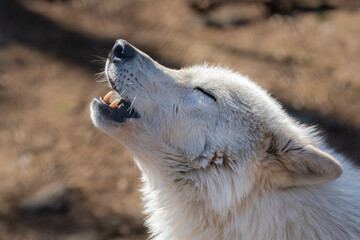 Sassa is a beautiful Tundra wolf at the Lakota Wolf Preserve. Here she is giving her best howl along with the other wolves in the pack. 