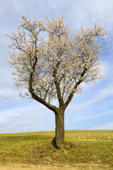 Old flowering tree on the horizon