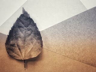 Single leaf on the paper
