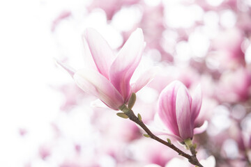 Obraz na płótnie Canvas Close up of pastel magnolia flower. Springtime nature background