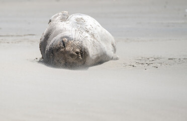 Obraz premium seal sleeping