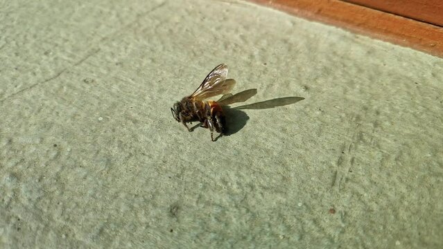 A macro view of a dying honeybee.closeup of a dead honey bee