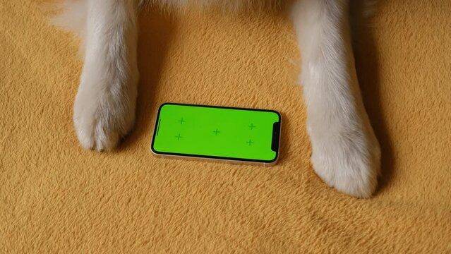 Australian Shepherd lies on yellow blanket next to smartphone with green screen. Online shopping delivering animal food. Advertising of goods for dogs, puppies, domestic pets. Chroma key for mock up.