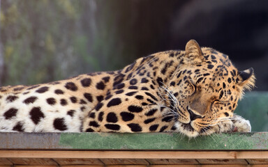 Sleeping Amur leopard (Panthera pardus orientalis), focus on face