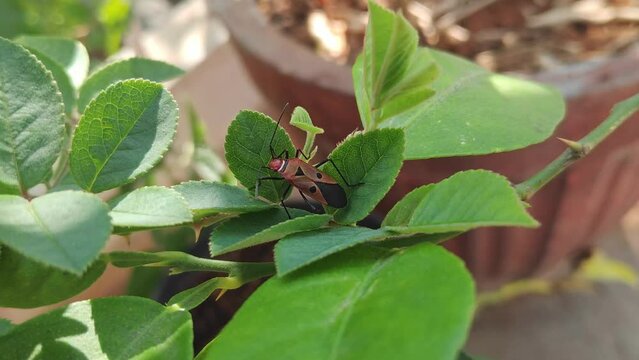 Dysdercus cingulatus or red cotton stainer perches on a rose leaf