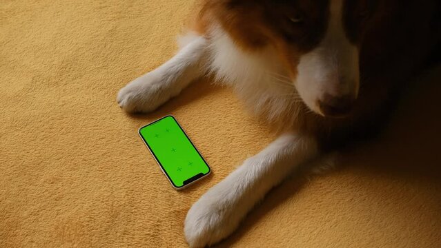 Australian Shepherd lies on yellow blanket next to smartphone with green screen. Online shopping delivering animal food. Advertising of goods for dogs, puppies, domestic pets. Chroma key for mock up.