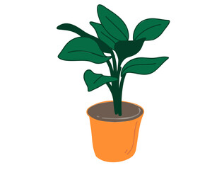  Indoor plant. Flower in a pot on a white background. Vector illustration