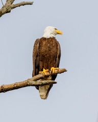 eagle on tree