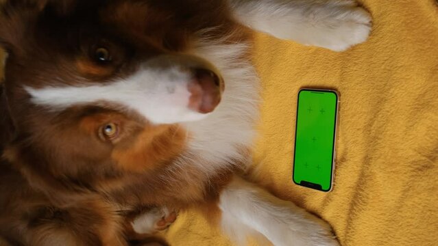 Australian Shepherd lies on yellow blanket next to smartphone with green screen. Online shopping delivering animal food. Advertising of goods for dogs, puppies, domestic pets. Chroma key for mock up.