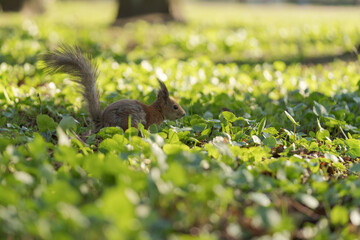 Squirrel searching for food stocks on the ground in spring