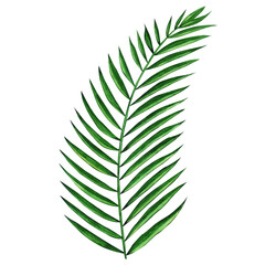 Watercolor palm green leaf, isolated botanical element for design. Hand drawn illustration