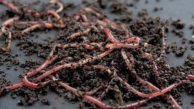 Close up Crawling Red Earthworms in Black Soil Isolated on Black Background. Slow motion. A group of wriggling earthworms in wet compost. Fishing worms. Red worms Dendrobaena. Loosening fertile soil.