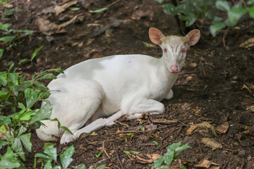White barking deer is rest in forest