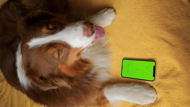 Australian Shepherd lies on yellow blanket next to smartphone with green screen. Online shopping delivering animal food. Advertising of goods for dogs, puppies, domestic pets. Chroma key for mock up.