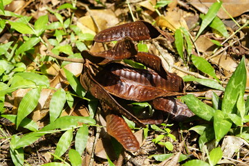 Seeds of White leadtree (Leucaena leucocephala) is a small tree native to Mexico and Central America. Amazon rainforest, Brazil.