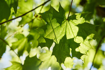 Fototapeta na wymiar selective focus green leaf on tree in nature blur background
